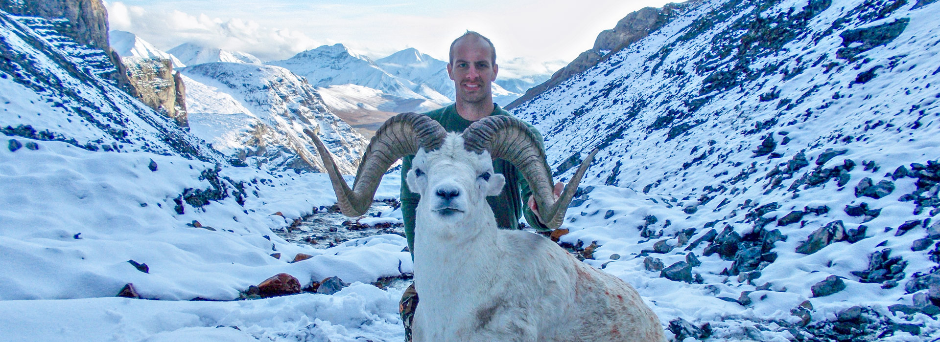 Dall Sheep