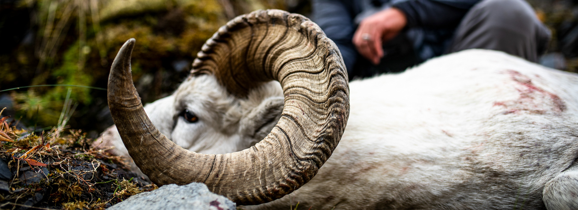 Dall Sheep